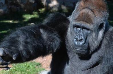 Fasano, 57mila firme per liberare il gorilla dello zoo Safari: «È triste e solo»