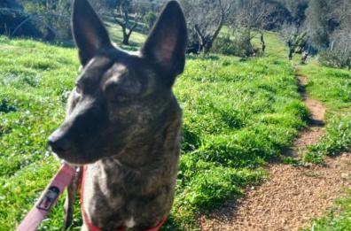 Ceglie Messapica: morto da due settimane, viene ritrovato grazie ai guaiti disperati del cane 