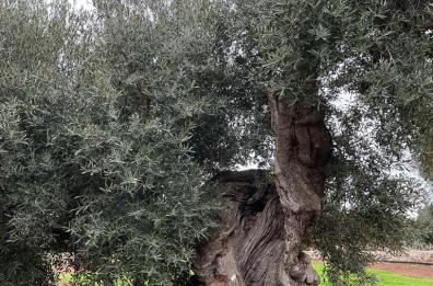 Puglia, ora gli ulivi monumentali hanno la carta d'identità