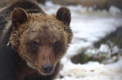 Abruzzo, morto l'orso Juan Carrito: investito da un'auto 