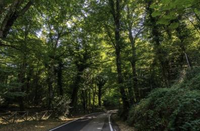 L'appello di Wwf: «Futuro a rischio per i boschi della Puglia»