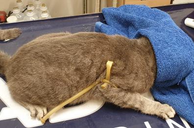 Nardò, avvelenata una colonia felina, morti tre gatti