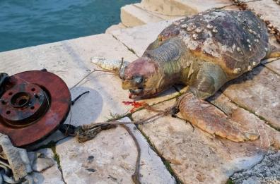 Tartarughe marine uccise in area portuale a Barletta: Wwf deposita esposto