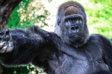 Addio a Riù, il «gorilla triste» dello Zoosafari di Fasano: morto a 54 anni