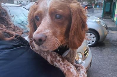 Potenza, una nuova vita per la dolcissima cagnolina Toffee