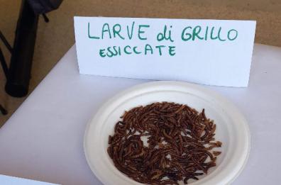 «Ma quale farina di grilli? Ora giù le mani dal pane di Altamura»