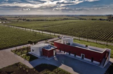 Dalle campagne di Brindisi arriva la proposta di adottare filari di vigneti 