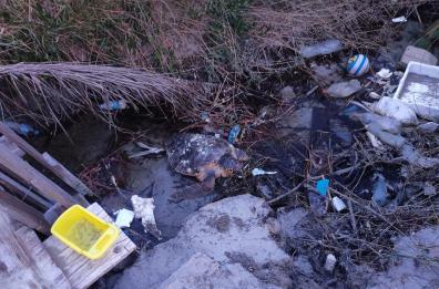 Lecce, la tartaruga finisce nel canale: salvata dai volontari e dal Crtm