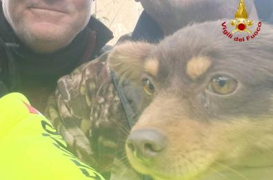 Basilicata, cucciolo scivola in un dirupo: salvato dai vigili del fuoco