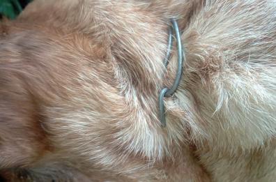 Cane strangolato a Lecce, 10mila euro a chi fa condannare il responsabile