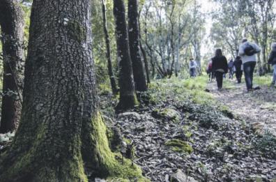 Basilicata, Bardi: «Puntiamo a sviluppo del settore forestale»