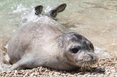 Studio dell'università Bicocca:  la foca monaca nuota anche tra il golfo di Taranto e il Salento 