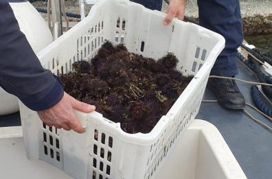 Taranto, strage di oloturie e giro d'affari milionario: assolti 14 imputati