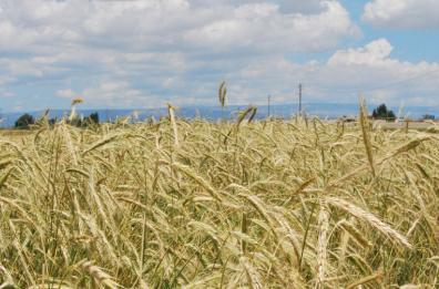 Nulla è perduto, la «Puglia di sotto» ora può rinascere