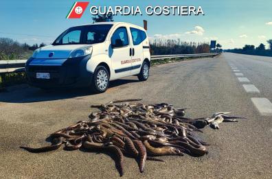 Gallipoli, murene putrefatte abbandonate sulla Strada statale 274