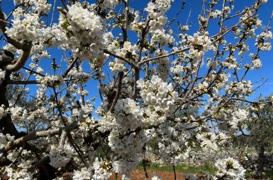 Puglia, natura in tilt per il caldo anomalo: ciliegi in fiore e fave pronte per la raccolta