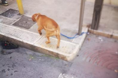 Bari, a zonzo da solo per strada con il rischio di farsi investire: salvato cagnolino in pieno centro