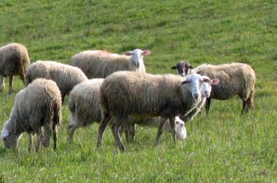 Basilicata, si chiama «Wool», si legge «marchio» per la filiera della lana lucana