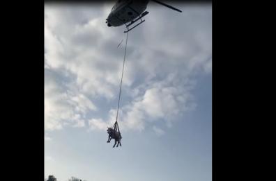 Cagnano Varano, mucca sfugge al pascolo: recuperata con l'elicottero