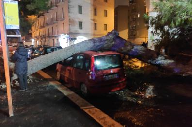 Foggia, cade albero in viale Ofanto: auto schiacciata ma nessun ferito