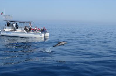 Intelligenze artificiali per studiare i cetacei nel Golfo di Taranto