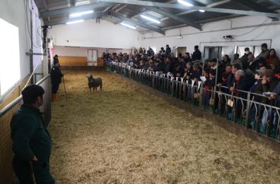 Laurenzana, ecco l'asta degli arieti: oltre 200 gli allevatori