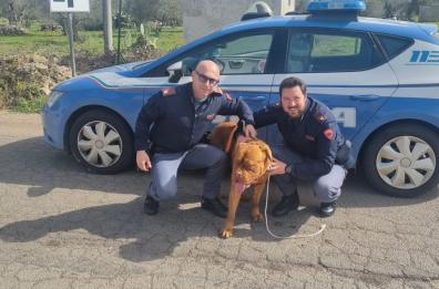 Vagava lungo la provinciale 367 nel Leccese, cane salvato dagli agenti di polizia