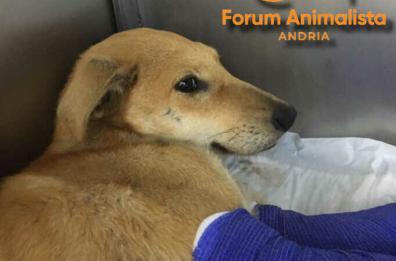 Andria, un cucciolo in pericolo sulla provinciale: salvo grazie ai vigili