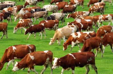 San Severo, minacciano agricoltore per non pagare affitto terreni: 4 arresti