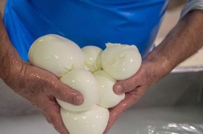 La mozzarella Dop di Gioia del Colle vince la battaglia al Tar Lazio
