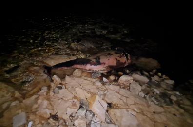 Bari, sugli scogli di Baia San Giorgio spiaggiata carcassa di delfino