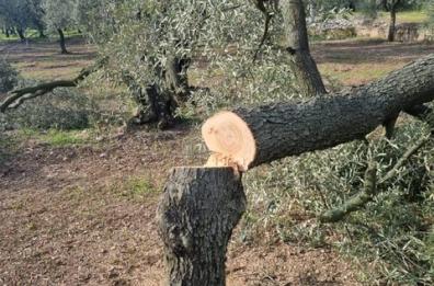Sfregiati ulivi a Terlizzi: la denuncia di Coldiretti Puglia