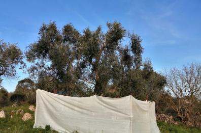 Xylella, Tar Bari blocca abbattimento degli ulivi monumentali a Ostuni