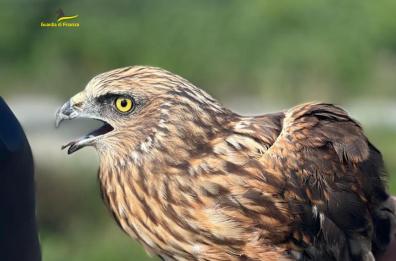 Finanzieri salvano dalla strada un raro falco di palude nel Foggiano