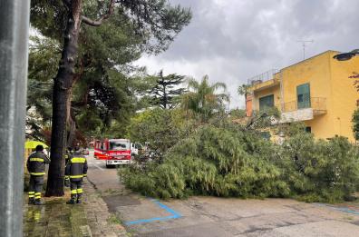 Lecce, albero di pino cade mentre passa un uomo col suo cane: tragedia sfiorata