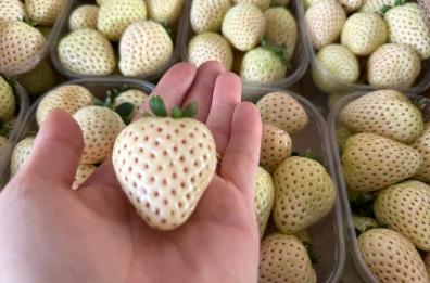 Fragola della Basilicata igp: la regina delle primizie diventa «bianca» e punta sulla nicchia