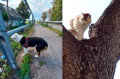 Ginosa Marina, salvati un gattino e un cane in due diverse operazioni