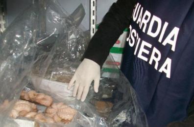 Barletta,  200 kg di prodotti e 160 vasetti di polpa di mare per ristoranti di Milano: i sequestri del Nucleo Ispettori Pesca Guardia Costiera 
