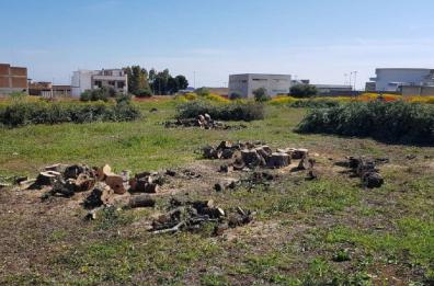 Andria, scempio di ulivi nell’area del nuovo mercato ortofrutticolo