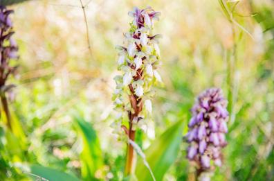 Mattinata diventa la capitale delle orchidee selvatiche