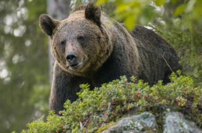 La legge onnipotente degli umani tra vendetta e soldi