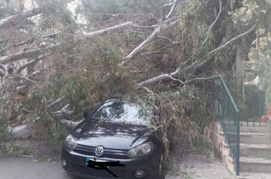Lecce, il Comune dispone l'eradicazione di 9 alberi pericolanti
