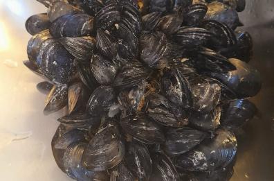 Moria cozze, Comune Taranto chiederà lo stato di calamità