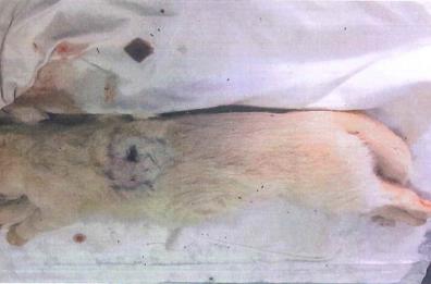 Gatti impallinati da cacciatori senza scrupoli:  strage fra Salve e Morciano