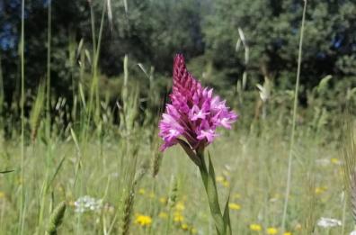 Conversano, a Monteferraro il bosco acquistato dai cittadini fiorisce di orchidee 