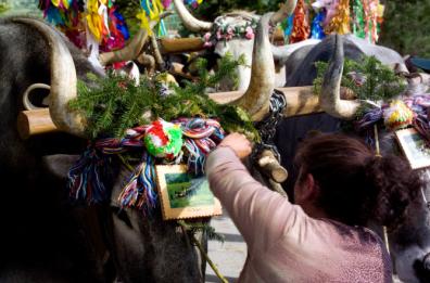 A Rotonda il taglio della "pitu": al via i riti arborei lucani