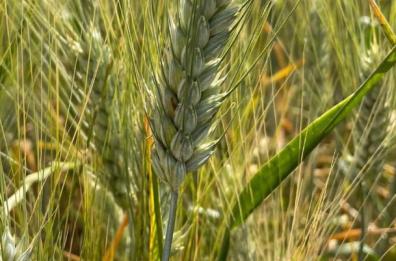 Crisi del grano duro a Foggia: il 17 maggio arriva il Ministro Lollobrigida