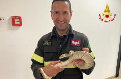 Brindisi, un pitone reale nel motore dell'auto: ci pensano i vigili del fuoco