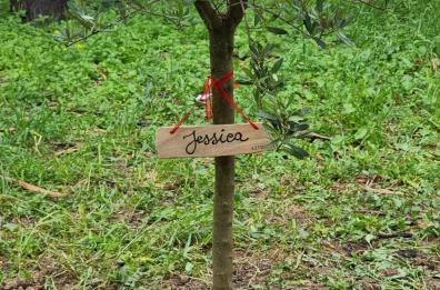 Torremaggiore, nella scuola di Jessica Malaj un albero per ricordare la 16enne uccisa dal padre