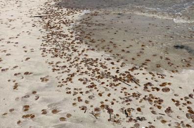 Punta Prosciutto invasa da migliaia di meduse spiaggiate: è allarme in Salento
